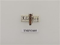 藏品(黑尻蘋果天牛)的圖片